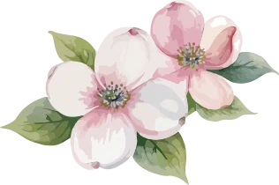 はなみずきの花